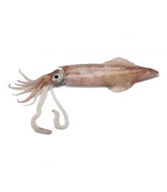 Calamari C4 10/12cm 5Kg ungeputzt  Patagonien MAPEXEL