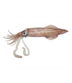 Calamari C4L 11/13cm 5Kg  Ungeputzt Patagonien
