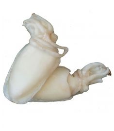 Tintenfisch 13/20Stk 800g Geputzt Indien IQF
