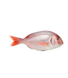 Red Snapper 5Stk 13Kg Ganz