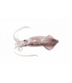 Calamari 100/300g 5Kg Ungeputzt Blockgefroren