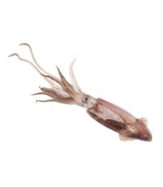 Calamari C4L 12/15cm 6Kg Ungeputzt Patagonien  G.CHICHA