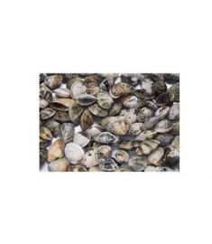 Venusmuschel Verace Estera 1Kg Gefangen