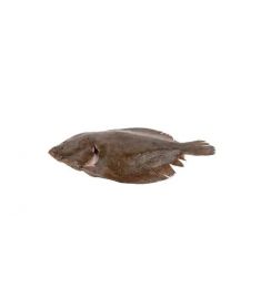 Glattbutt L 1000/2000g 