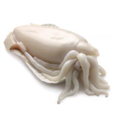 Tintenfisch  500/1000g Geputzt Atlantik