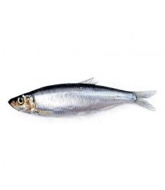 Alice Sardone (Sardelle) 1Kg 