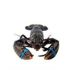 Europäischer Hummer 1700g+