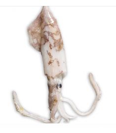 Calamari 100/300