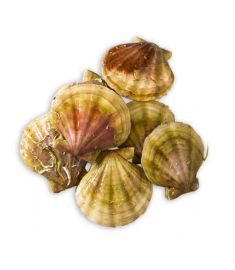 Weiße Kammmuschel 1Kg Ganz