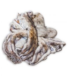 Moschuskrake 130/200g M