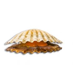 Jakobsmuschel 1Kg Ganz 