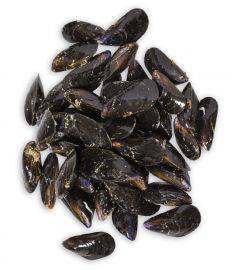 Miesmuschel 1Kg  geputzt Spanien 