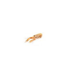 Kaisergranat Ganz 8/12Stk 800g SEAWELL