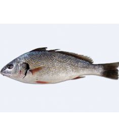 Ombrina Bocca D'Oro (Schattenfisch) 2000/3000g 